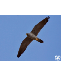 گونه شاهین دودی Sooty Falcon